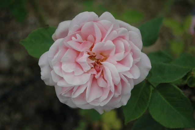 Romaggi Plot Bourbon